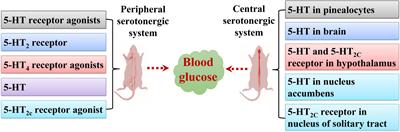 The serotonergic system dysfunction in diabetes mellitus